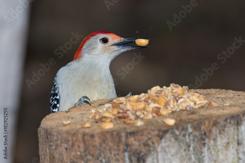 Red Bellied woodpecker (Melanerpes carolinus) grabbing a peanut