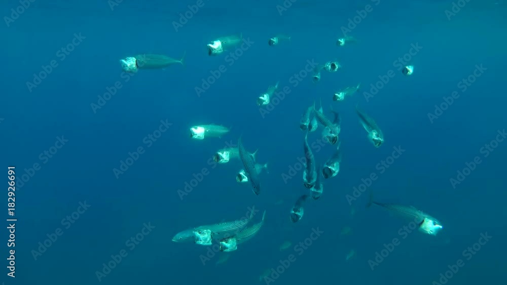School of Mackerel feeds plankton under the surface in the blue water, Red sea, Marsa Alam, Abu Dabab, Egypt
School of Mackerel feeds plankton under the surface in the blue water, Red sea, Marsa Alam, Abu Dabab, Egypt