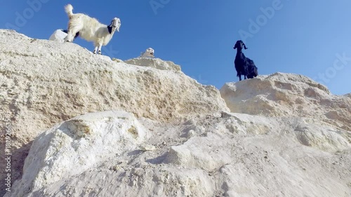 Goats on a stone hill. photo