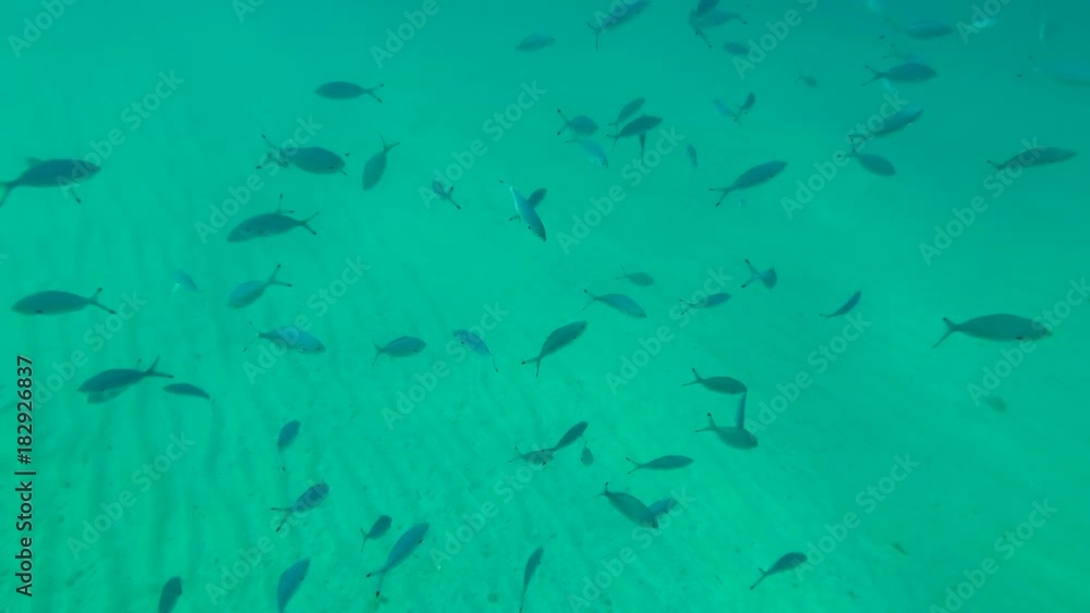 school of Lunar Fusilier (Caesio lunaris) swims over the sandy bottom in the blue water, Red sea, Marsa Alam, Abu Dabab, Egypt
school of Lunar Fusilier (Caesio lunaris) swims over the sandy bottom in the blue water, Red sea, Marsa Alam, Abu Dabab, Egypt