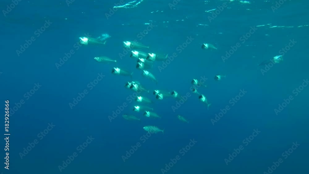 School of Mackerel feeds plankton under the surface in the blue water, Red sea, Marsa Alam, Abu Dabab, Egypt
School of Mackerel feeds plankton under the surface in the blue water, Red sea, Marsa Alam, Abu Dabab, Egypt