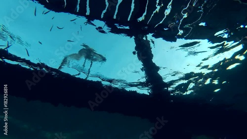 Arabian Reef-egret or Western Reef Heron (Egretta gularis schistacea) sits on a pier and loks under water on the school of fish - underwater split level, Red sea, Marsa Alam, Abu Dabab, Egypt
 photo