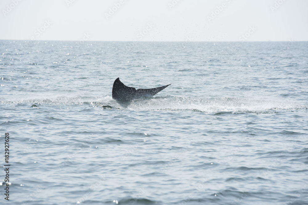 Obraz premium Bryde's whale, Whale in gulf of Thailand..