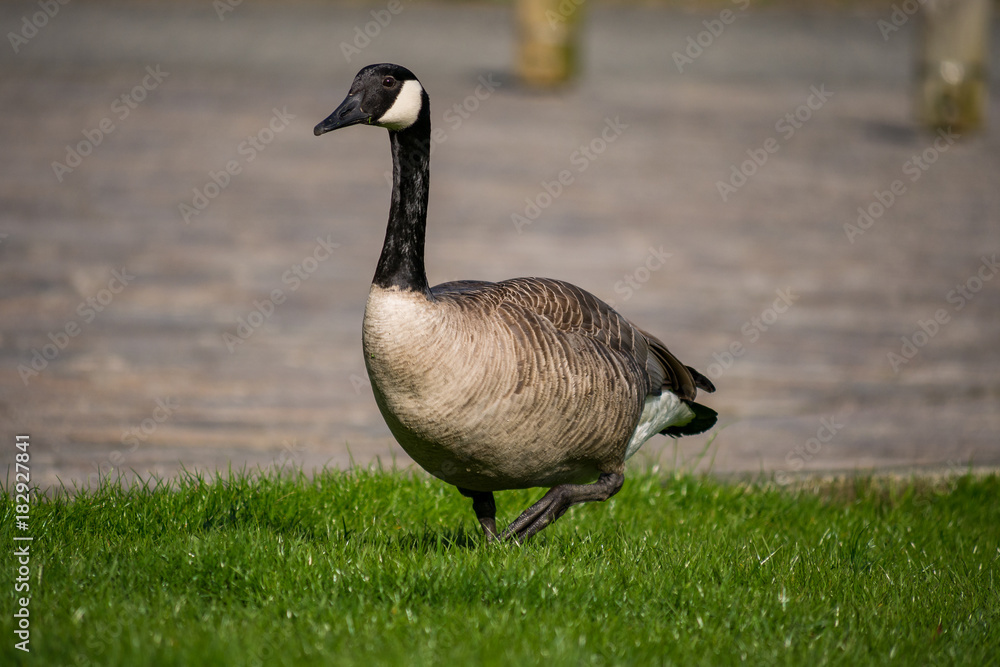Canadian goose walking on the grass Canadian goose walking on the grass