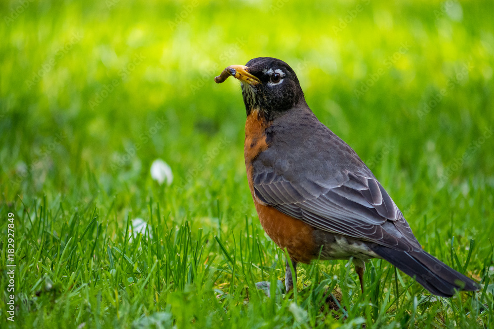 Robin on the green grass field with a big in its mouth Robin on the green grass field with a big in its mouth