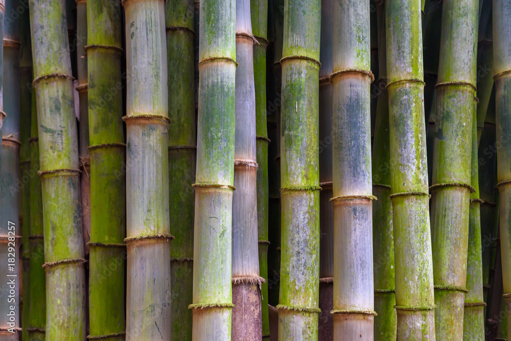 Bamboo branch in bamboo forest, beautiful green nature background Bamboo branch in bamboo forest, beautiful green nature background