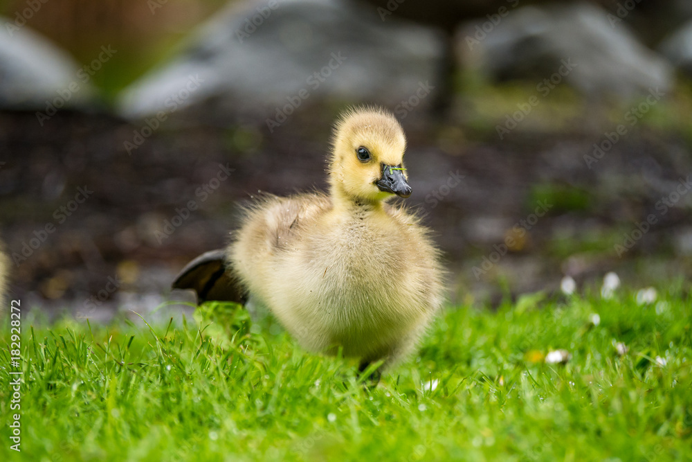 gosling stretching its leg like sumo wrestler gosling stretching its leg like sumo wrestler
