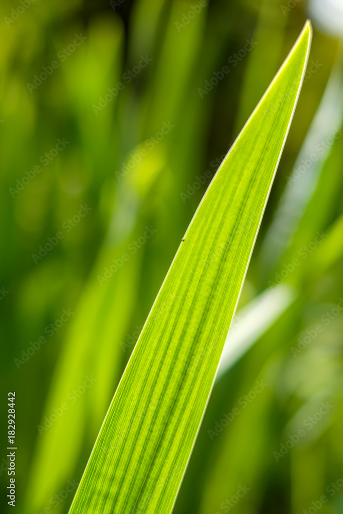 light green leaf under the sun close-up light green leaf under the sun close-up