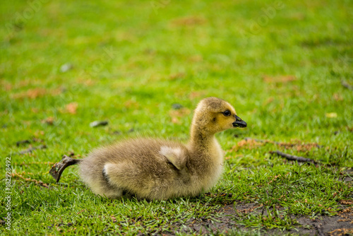 single gosling resting on the grass and stretching one of its leg. © Yi