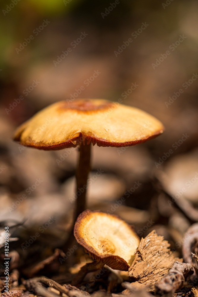 orange mushroom in the forest close-up orange mushroom in the forest close-up