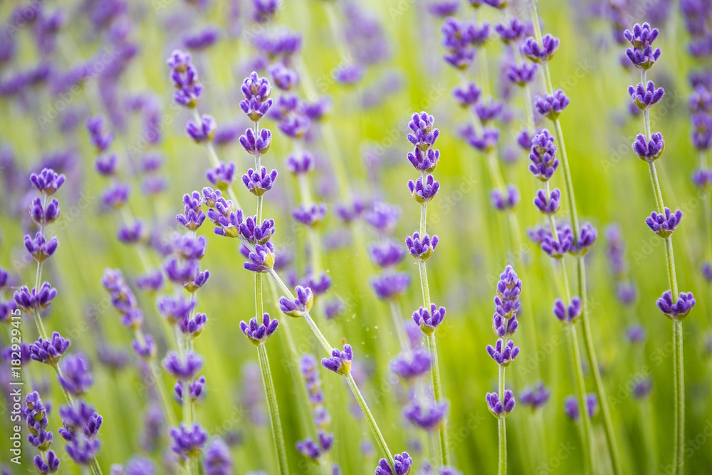 lavender flower field background