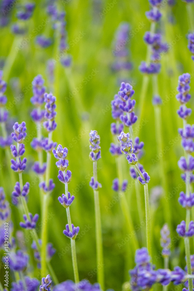 Fototapeta premium Lavender field background