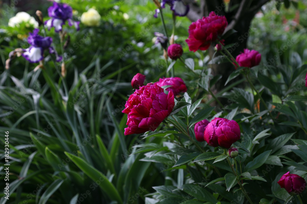 Blooming of a red peony in a spring garden.