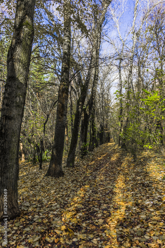 Alley in the autumn Park strewn with fallen leaves Alley in the autumn Park strewn with fallen leaves
