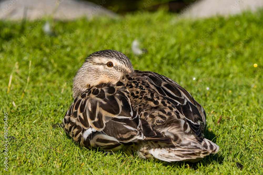 Fototapeta premium female duck resting on grass