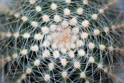 Cactus Gaiser Observatory - Manito Park