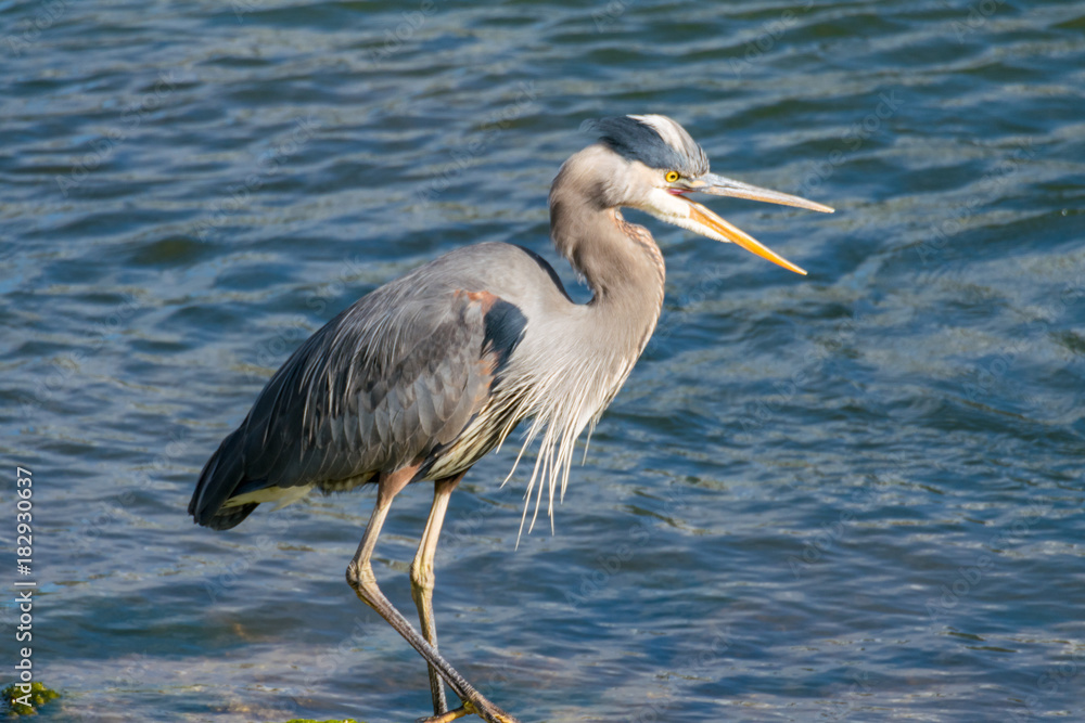 Fototapeta premium agitated great blue heron in the river