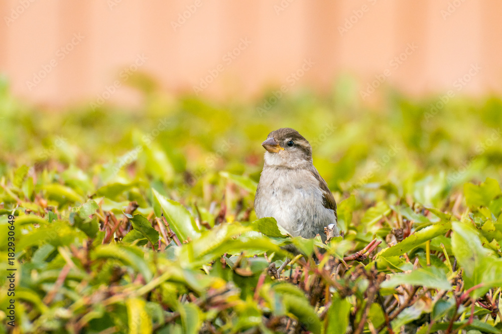 Naklejka premium sparrow hiding in the bush