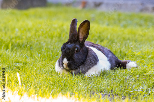 relaxed rabbit laying on the grass in cloudy day