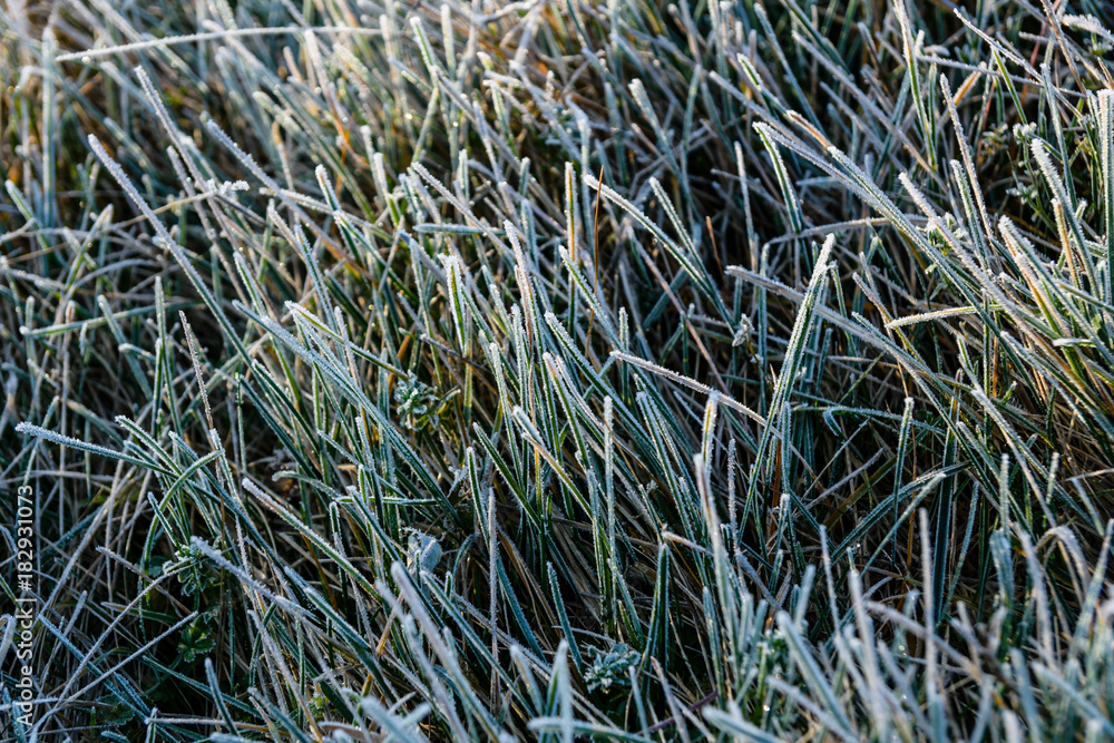 Grass covered with a hoarfrost on autumn Grass covered with a hoarfrost on autumn