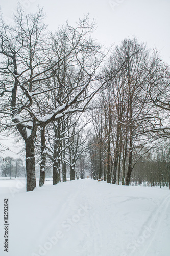 An oak alley at winter park after snow storm © Alexey Pelikh