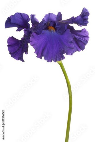 Fototapeta Naklejka Na Ścianę i Meble -  iris flower isolated
