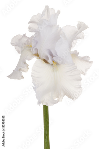 Fototapeta Naklejka Na Ścianę i Meble -  iris flower isolated