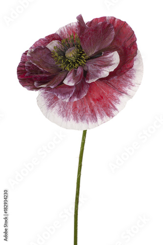 Fototapeta Naklejka Na Ścianę i Meble -  poppy flower isolated
