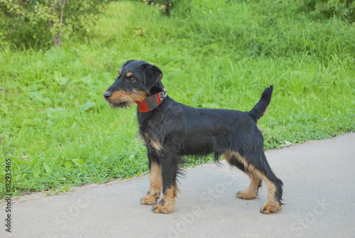 Young dog breeds German hunting terrier (jagdterrier) on a background of green grass. Side view.