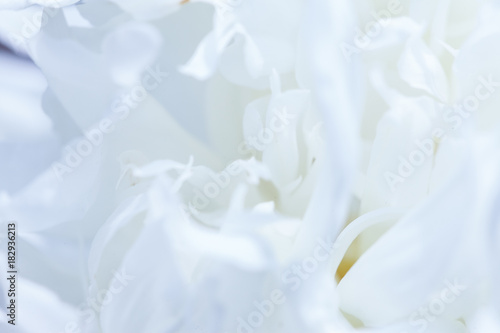 White flowers background. Macro of white petals texture. Soft dreamy image © HolyLazyCrazy