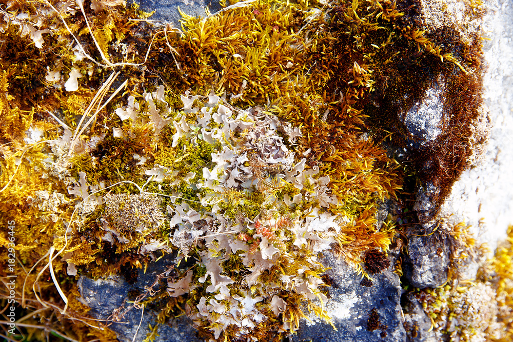 moss on a rock. Color structure background.