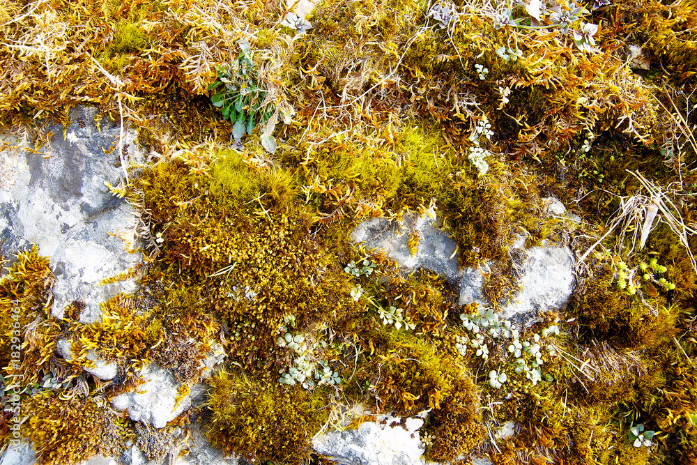 moss on a rock. Color structure background. moss on a rock. Color structure background.