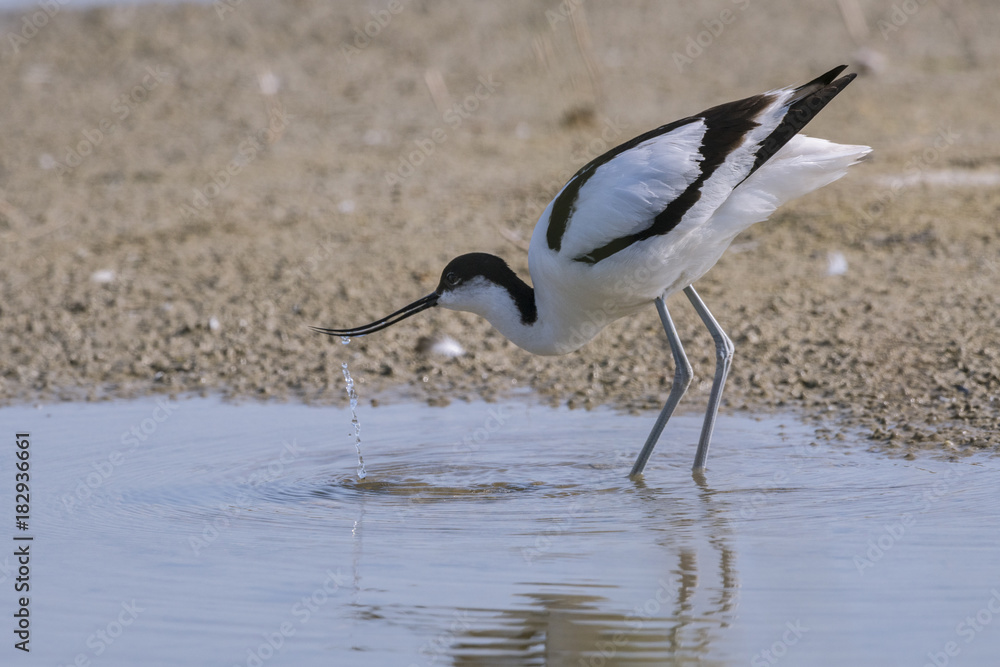 Obraz premium Avocette élégante - Recurvirostra avosetta - Pied Avocet