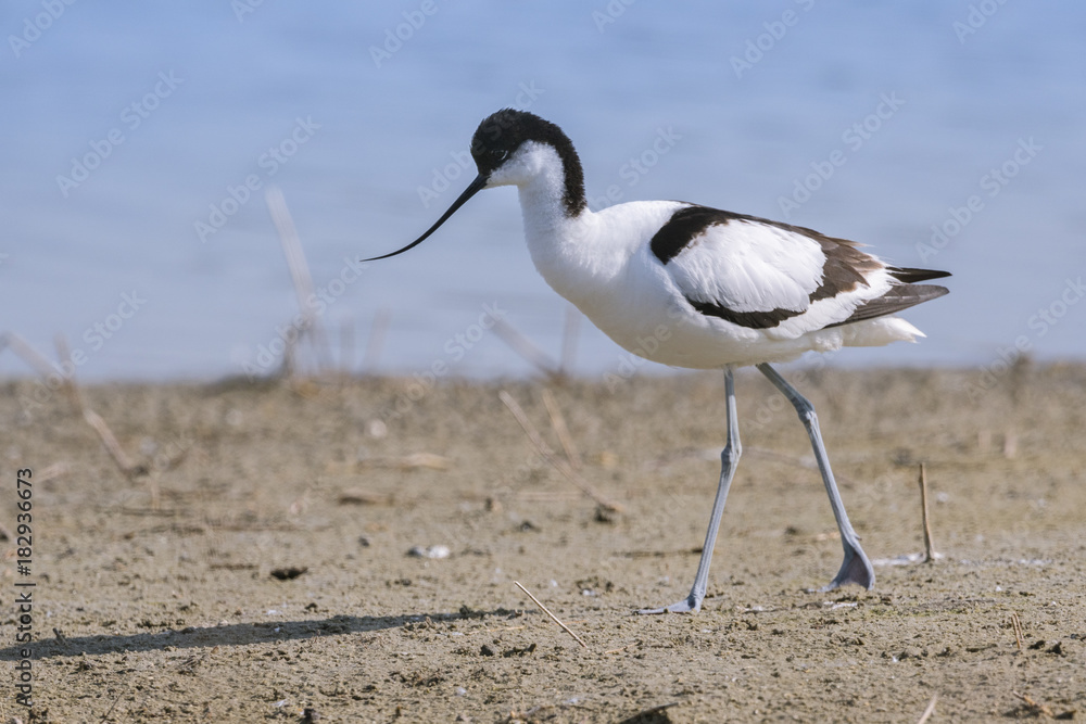Avocette élégante - Recurvirostra avosetta - Pied Avocet Avocette élégante - Recurvirostra avosetta - Pied Avocet
