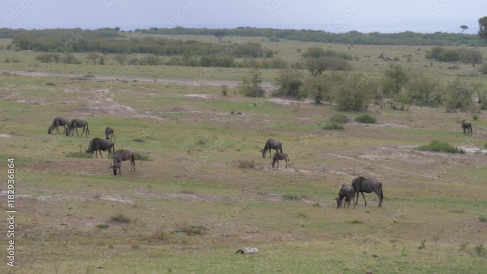 Herd of Wildebeest Grazing In a Field of the African Savannah, 4K Slow Motion Herd of Wildebeest Grazing In a Field of the African Savannah, 4K Slow Motion