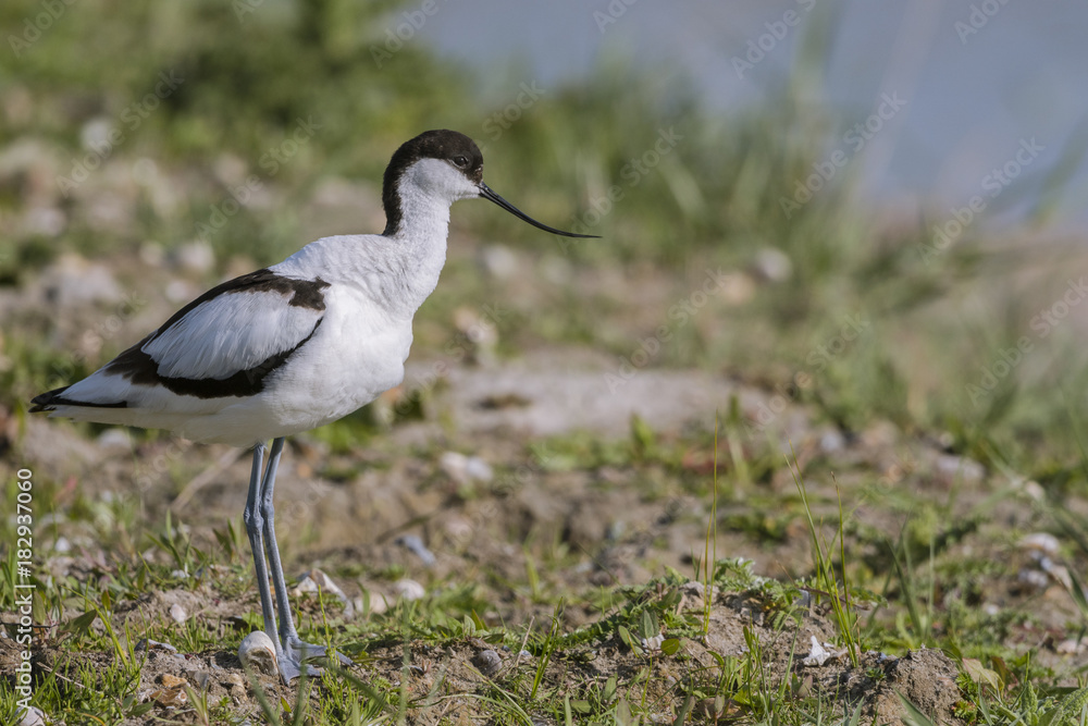 Avocette élégante - Recurvirostra avosetta - Pied Avocet Avocette élégante - Recurvirostra avosetta - Pied Avocet