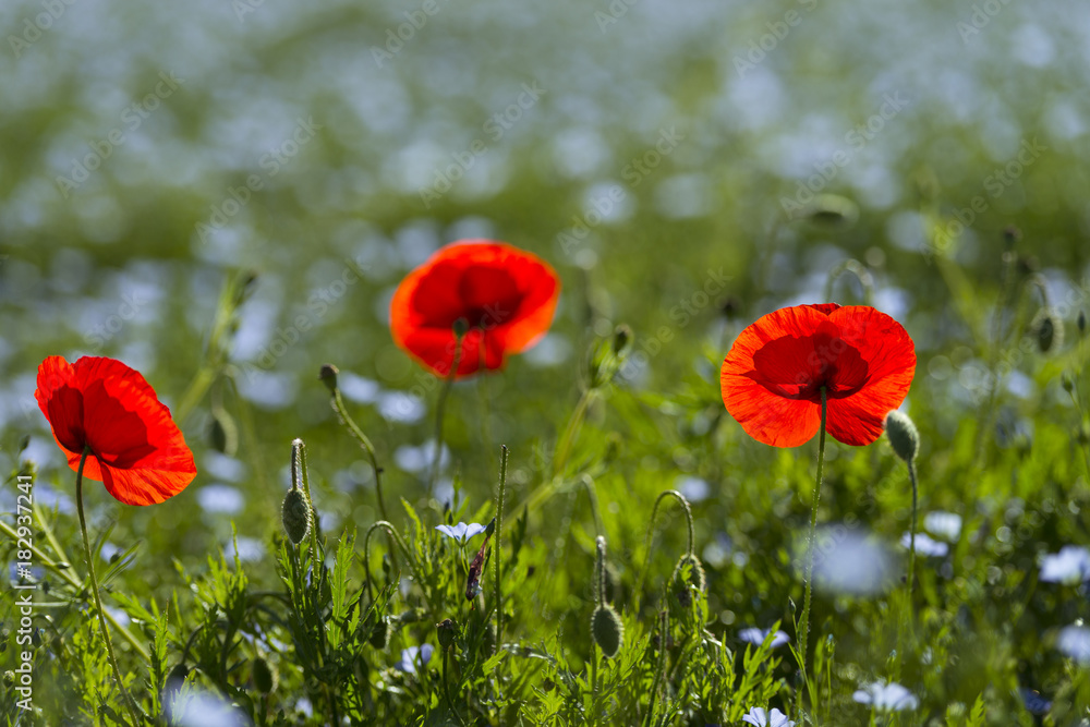 Fototapeta premium Coquelicots dans un champ de lin en fleurs