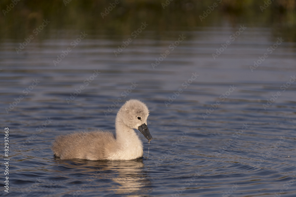 Cygne tuberculé - Cygnus olor - Mute Swan - Saison : Printemps - Lieu : Le Crotoy, Baie de Somme, Somme, Hauts-de-France, France. Cygne tuberculé - Cygnus olor - Mute Swan - Saison : Printemps - Lieu : Le Crotoy, Baie de Somme, Somme, Hauts-de-France, France.