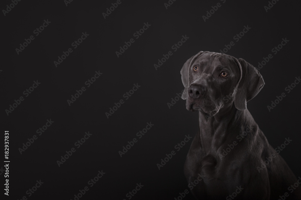 breed dog Weimar pointer on gray background breed dog Weimar pointer on gray background