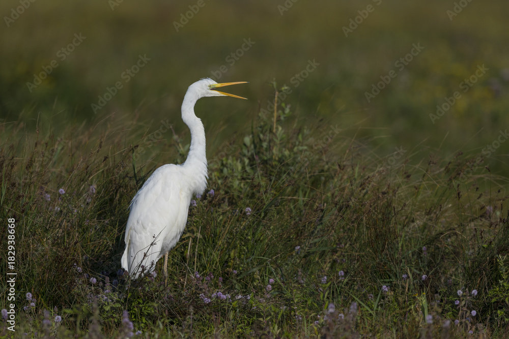 Grande Aigrette - Ardea alba - Great Egret et aigrette garzette Grande Aigrette - Ardea alba - Great Egret et aigrette garzette