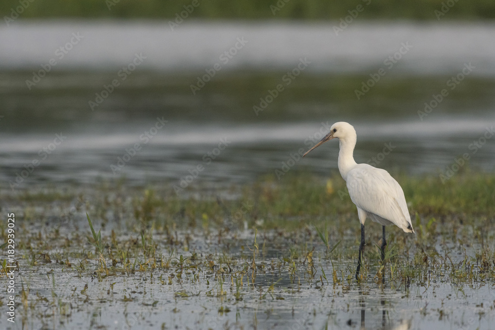 Spatule blanche - Platalea leucorodia - Eurasian Spoonbill