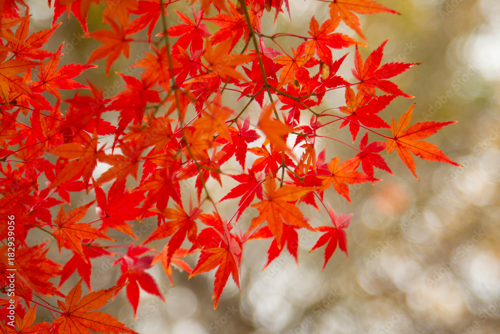 紅葉 紅葉