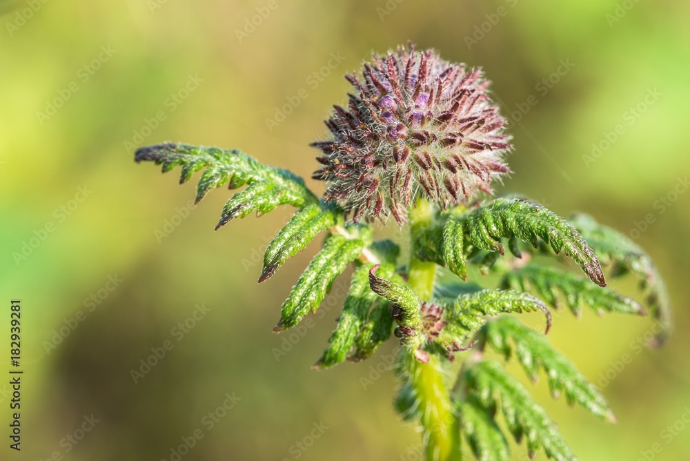 Lila Ackerblume auf einer Wiese Lila Ackerblume auf einer Wiese