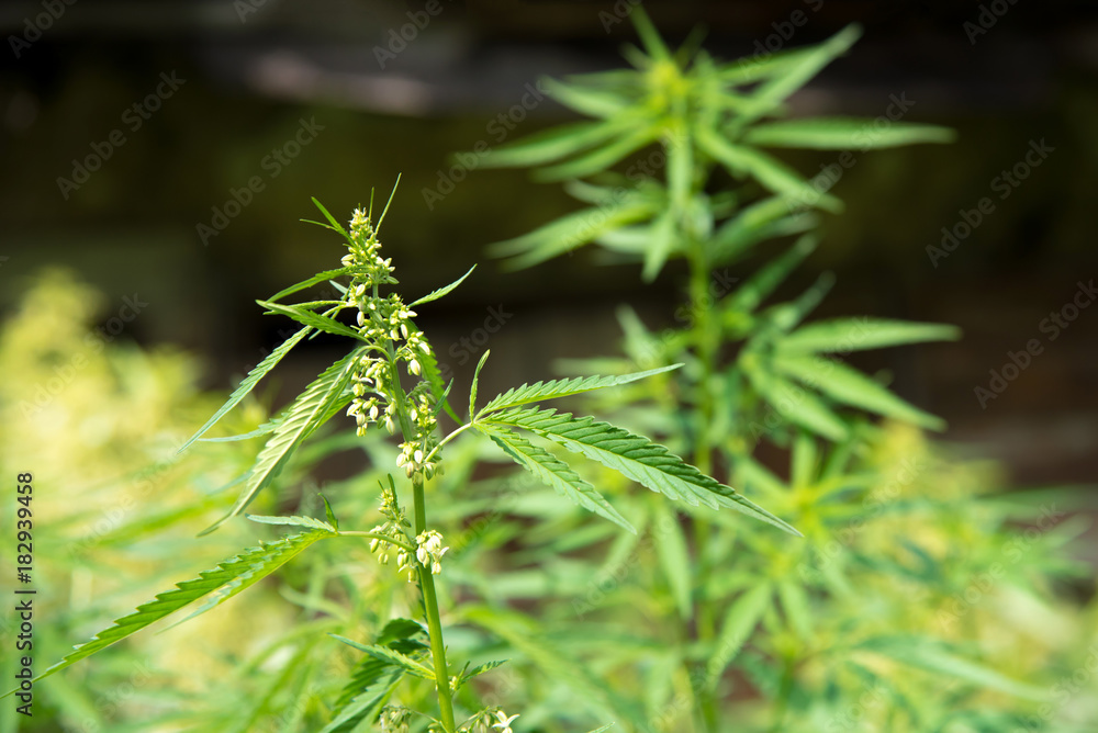 Wild agricultural hemp grows in the countryside Wild agricultural hemp grows in the countryside