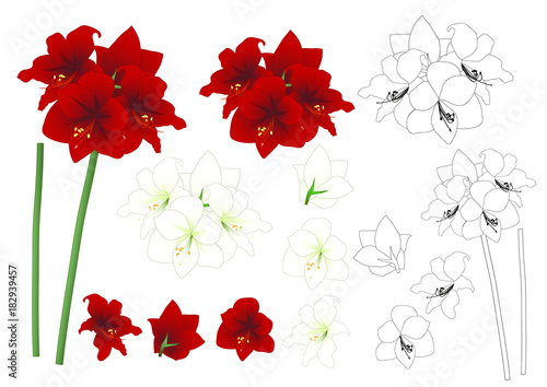 Fototapeta Naklejka Na Ścianę i Meble -  Red and White Amaryllis Outline