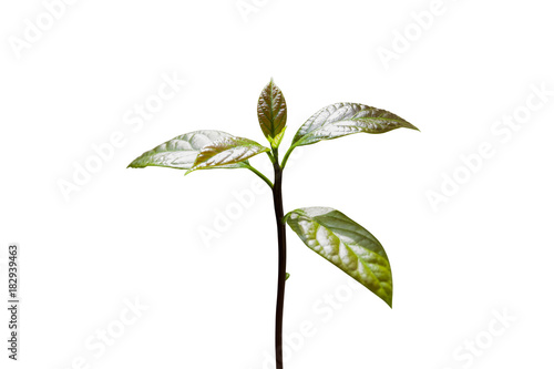 Young avocado tree
