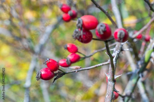 Reife rote Hagebutten an einem Strauch im Herbst