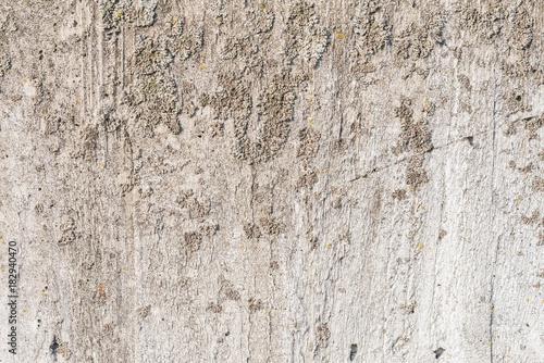 Flechten auf einer Betonwand