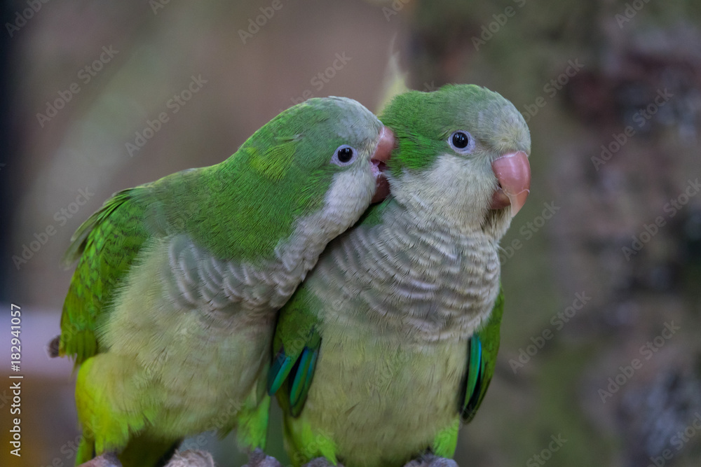Fototapeta premium The monk parakeet (Myiopsitta monachus), also known as the Quaker parrot, is a small, bright-green parrot with a greyish breast and greenish-yellow abdomen
