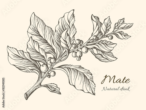 Realistic mate branch with leaves on white background. Vector